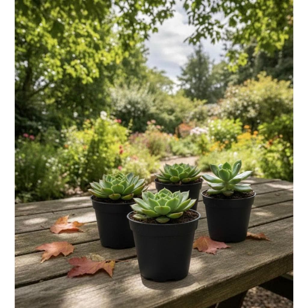 50 Vasinhos Preto para Mini Plantas suculentas e cactos grande pequeno colorido 150ml Flor flores
