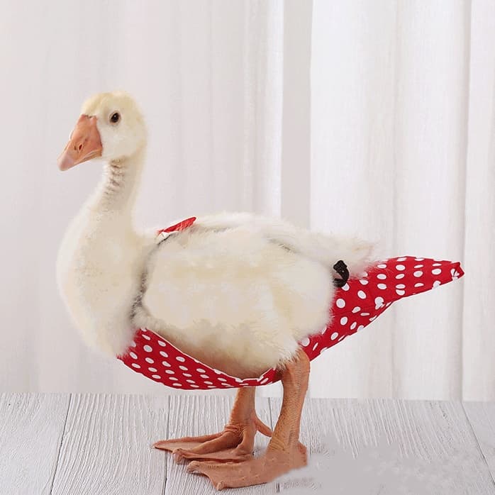  Roupas para patos de estimação, fraldas para patos Cole, fraldas para galinhas, fraldas para patos gansos, suprimentos